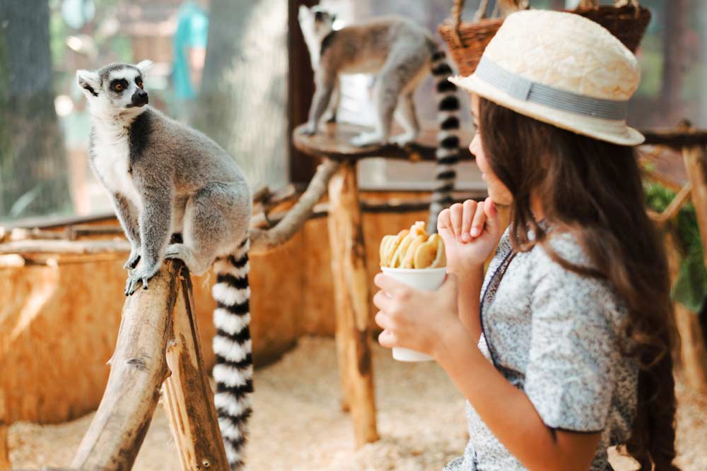 logiciel-photo-mosaique-tourisme-loisirs-parc-attraction-zoo